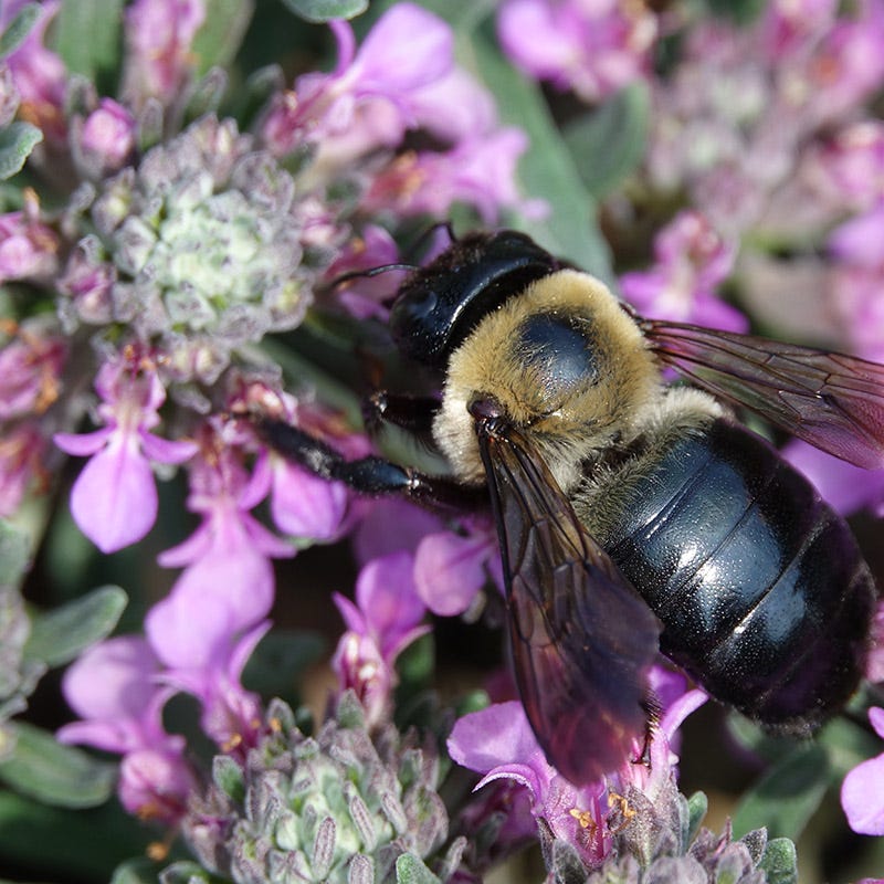 Gray Creeping Germander (Teucrium) - Image 5