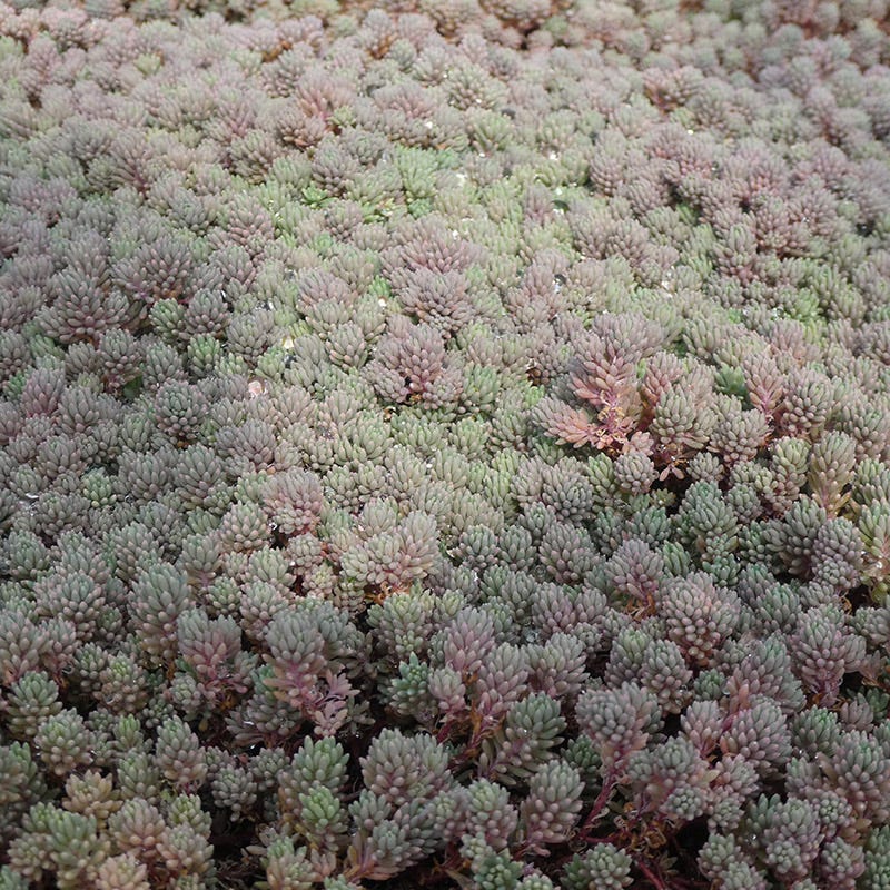 Purple Form Creeping Sedum - Image 2