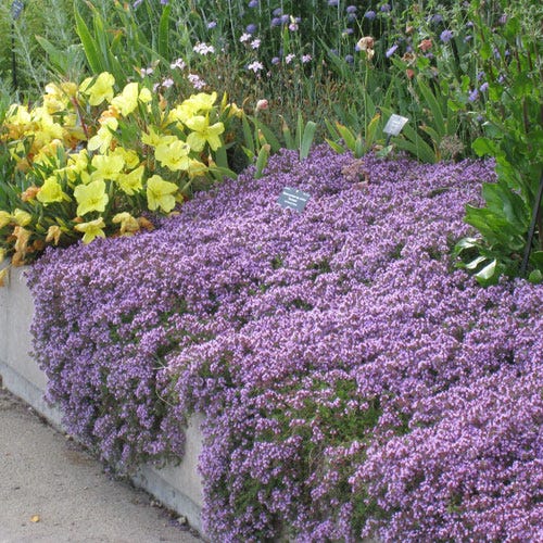 Pink Creeping Thyme - Image 2