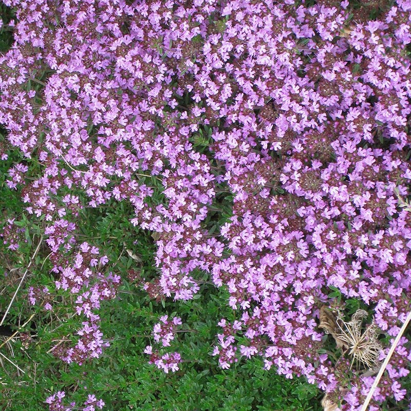 Pink Creeping Thyme - Image 3