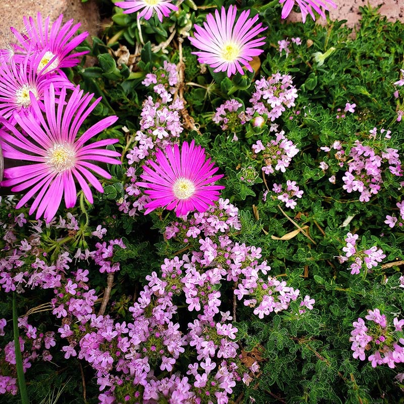 Pink Creeping Thyme - Image 5