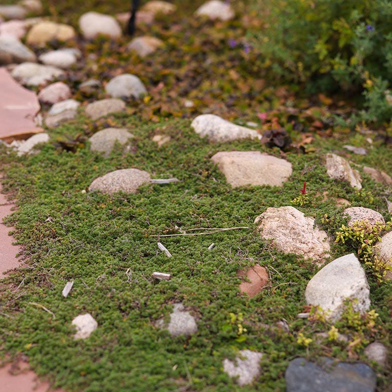 Pink Chintz Creeping Thyme - Image 3