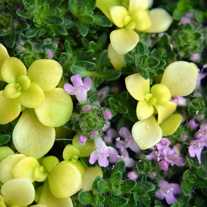 Pink Chintz Creeping Thyme - Image 4