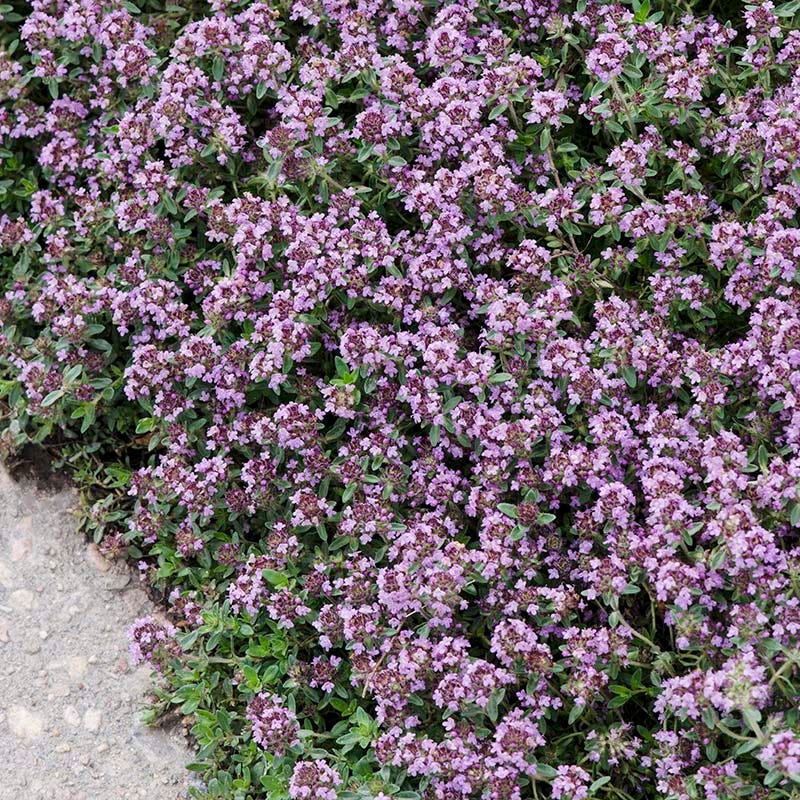 Pink Chintz Creeping Thyme - Image 5