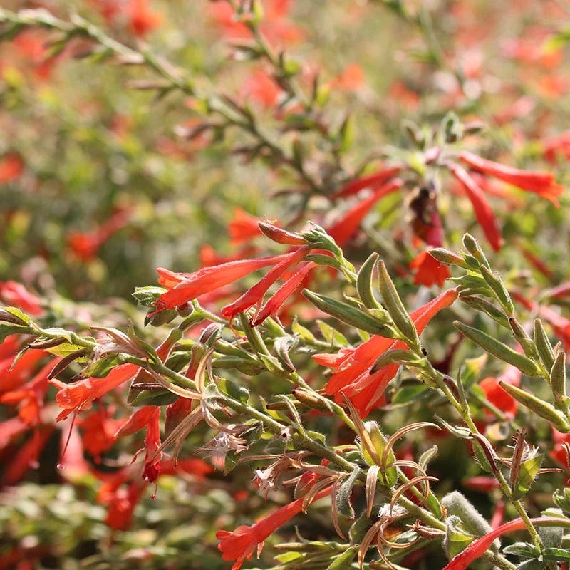 Orange Carpet® Creeping Hummingbird Trumpet (Zauschneria) - Image 2