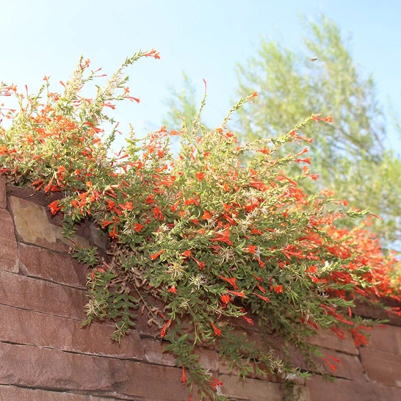 Orange Carpet® Creeping Hummingbird Trumpet (Zauschneria) - Image 4