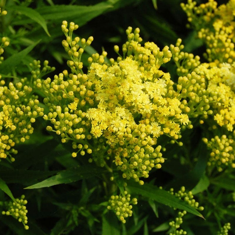 Deer & Rabbit Resistant Collection For The East & Midwest - Image 5