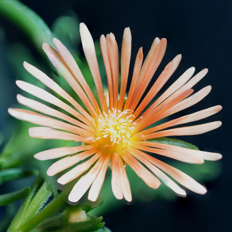 Alan's Apricot Ice Plant - Image 2