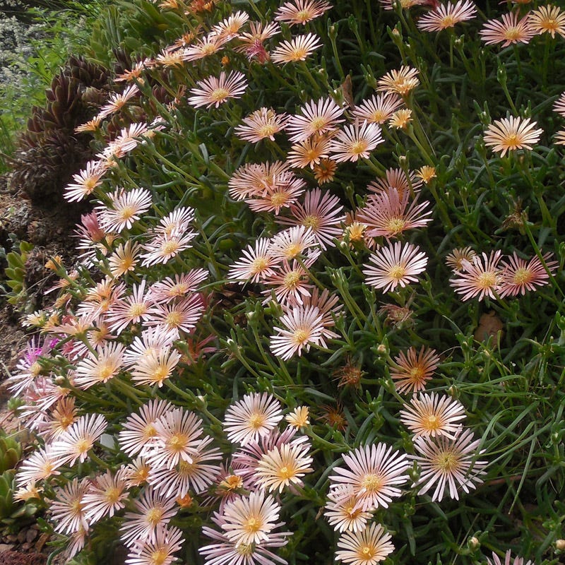 Alan's Apricot Ice Plant - Image 3