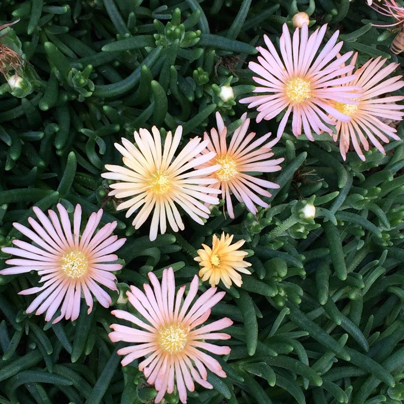 Alan's Apricot Ice Plant - Image 4