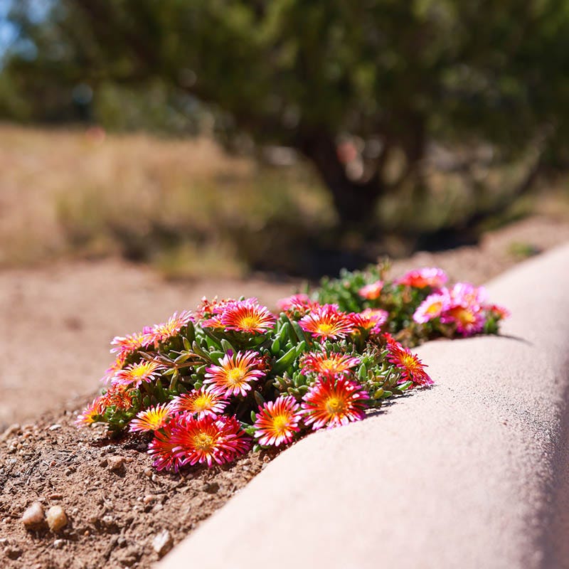 Fire Spinner® Ice Plant - Image 4