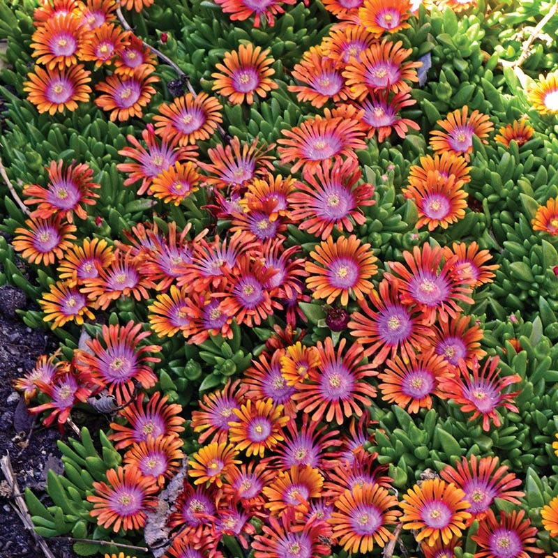 Fire Spinner® Ice Plant - Image 5