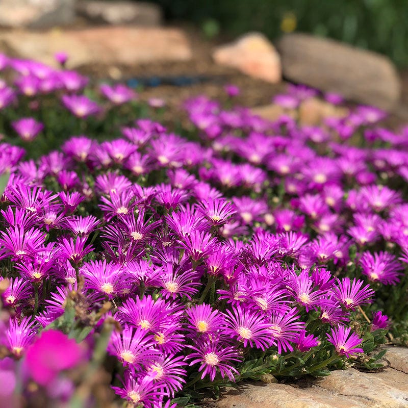 Ice Plant Collection (Delosperma) - Image 5