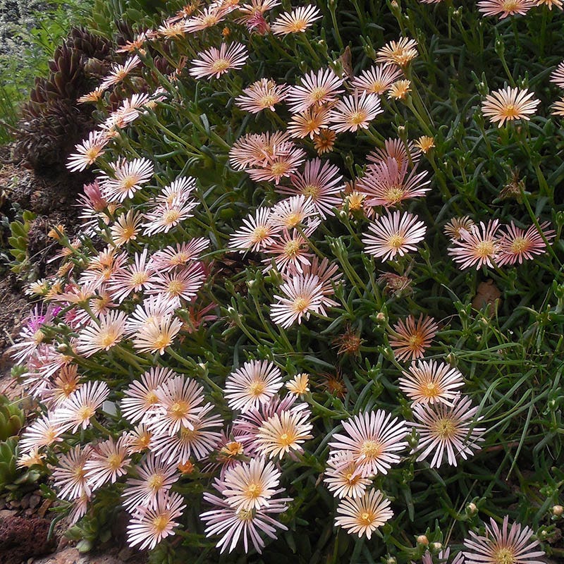 Ice Plant Collection (Delosperma) - Image 4
