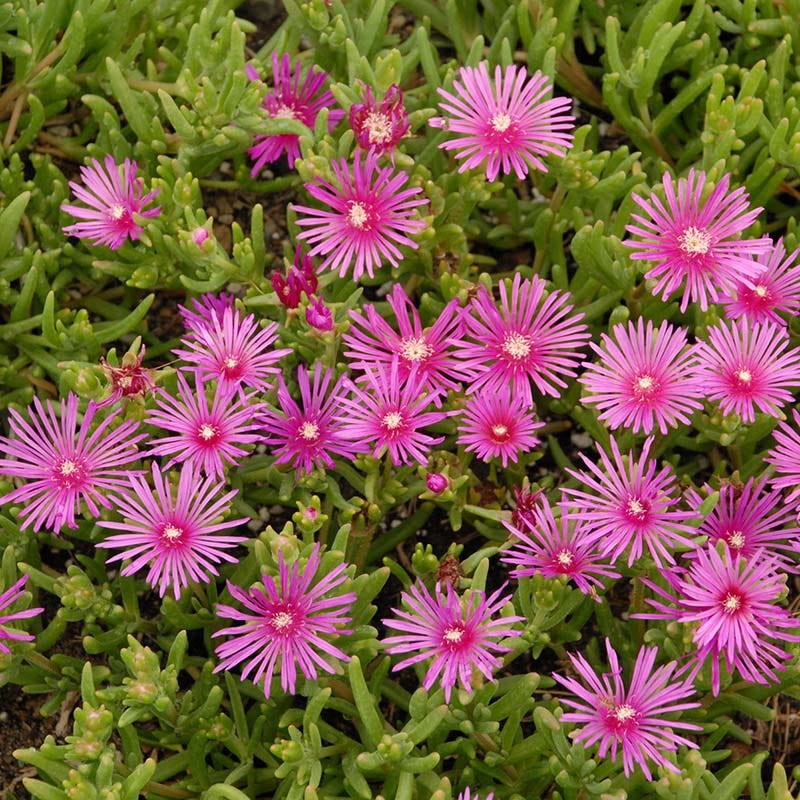 Cooper's Hardy Ice Plant - Image 2