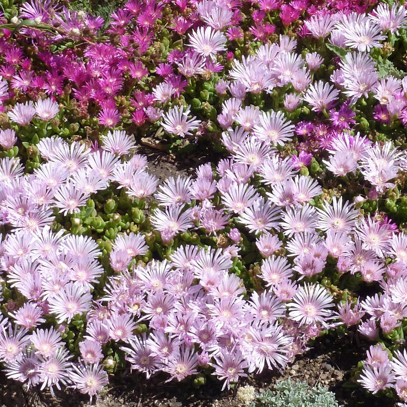 Lavender Ice Ice Plant - Image 2