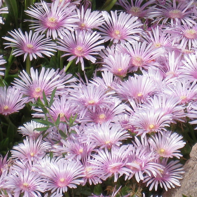 Ice Plant Collection (Delosperma) - Image 3