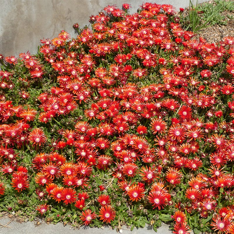 Red Mountain® Flame Ice Plant - Image 2