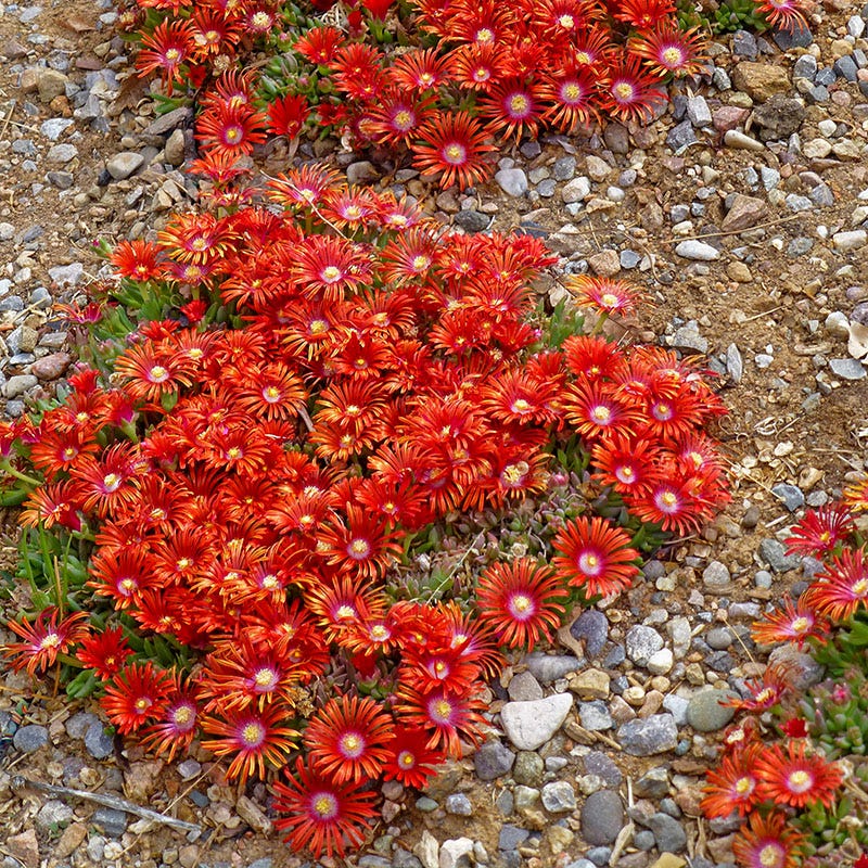 Red Mountain® Flame Ice Plant - Image 3