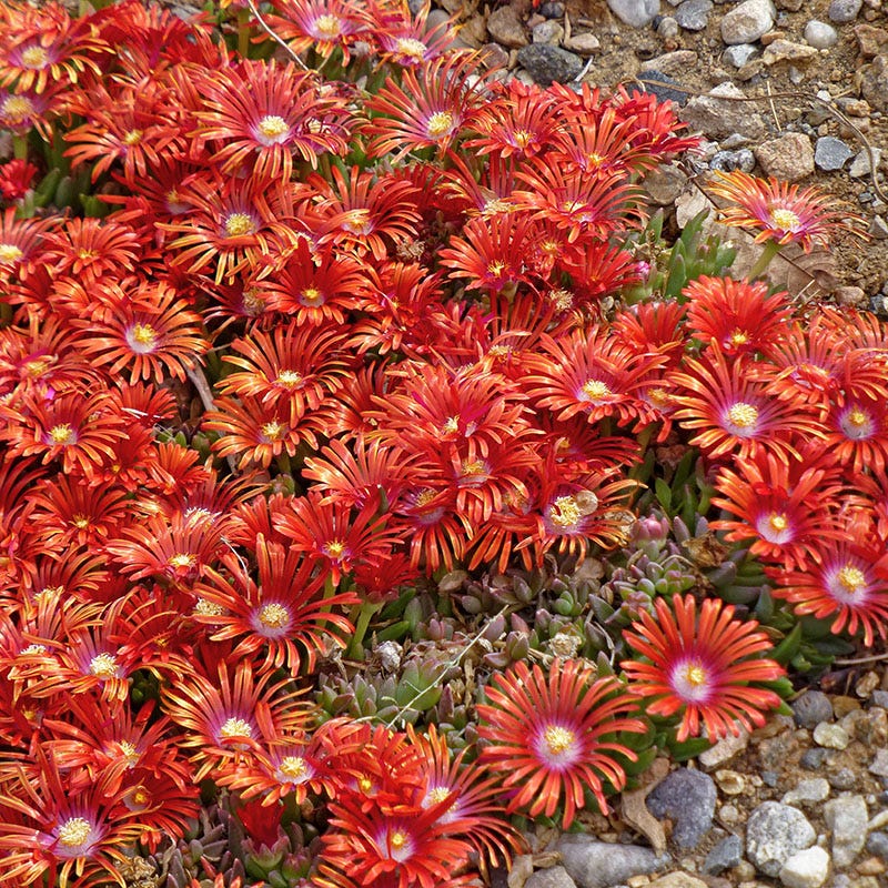 Red Mountain® Flame Ice Plant - Image 4