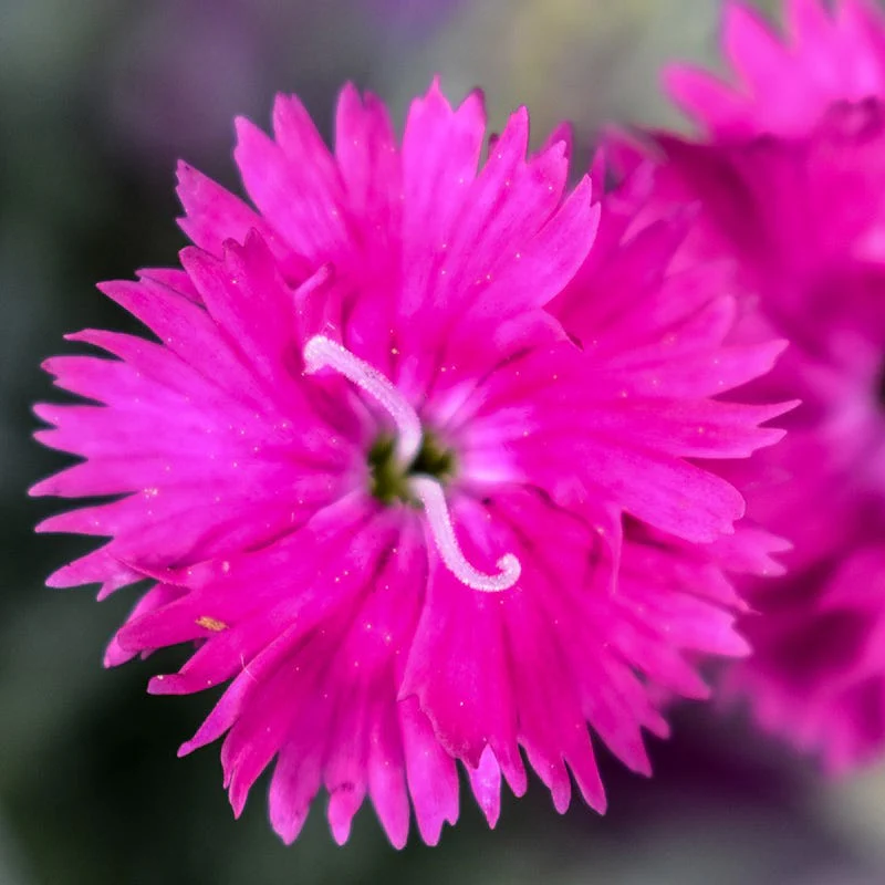 Firewitch Dianthus - Image 2