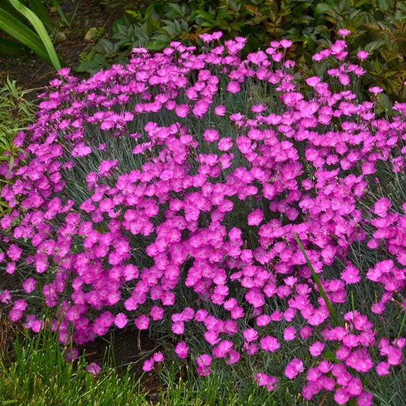 Firewitch Dianthus - Image 3