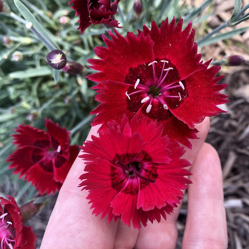 Star Single™ Fire Star Dianthus - Image 3