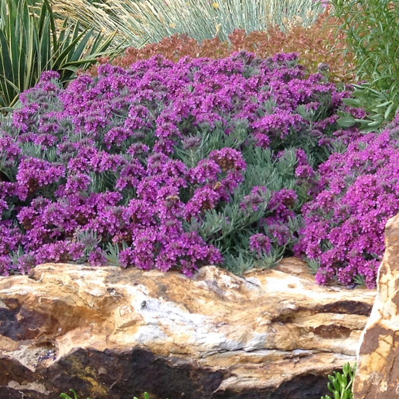 Drought Resistant Groundcover Collection - Image 5