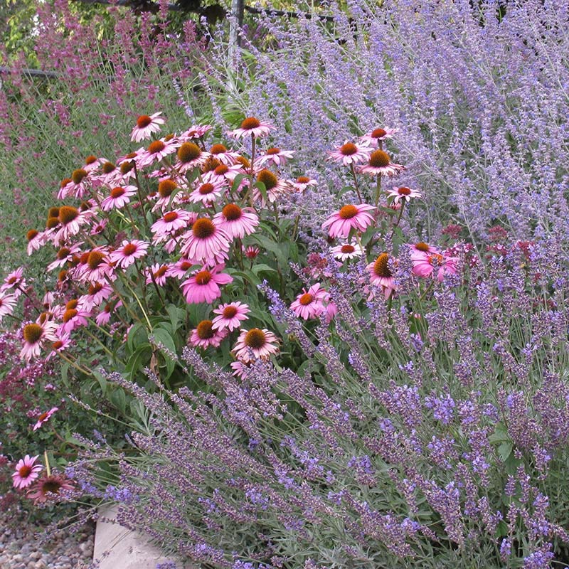 Magnus Echinacea - Image 3