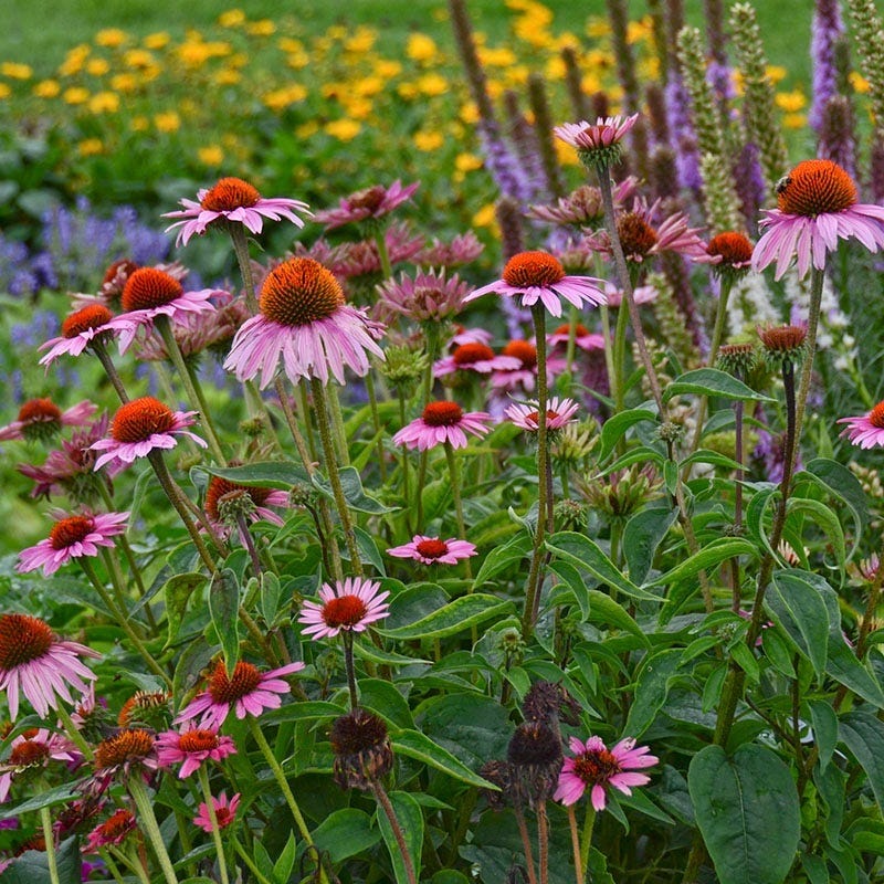 Magnus Echinacea - Image 4