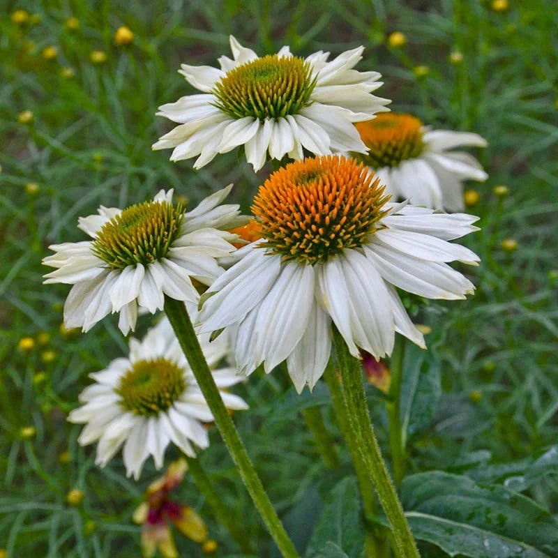PowWow® White Echinacea - Image 2