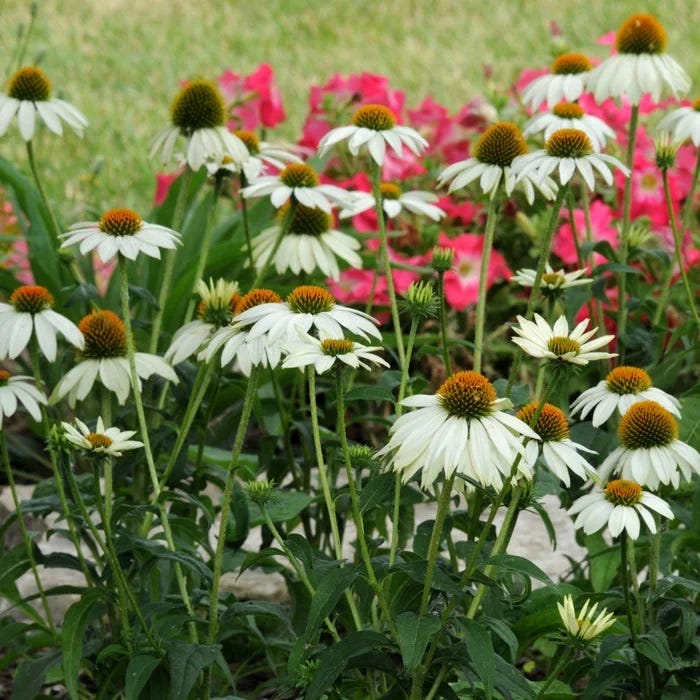 PowWow® White Echinacea - Image 3