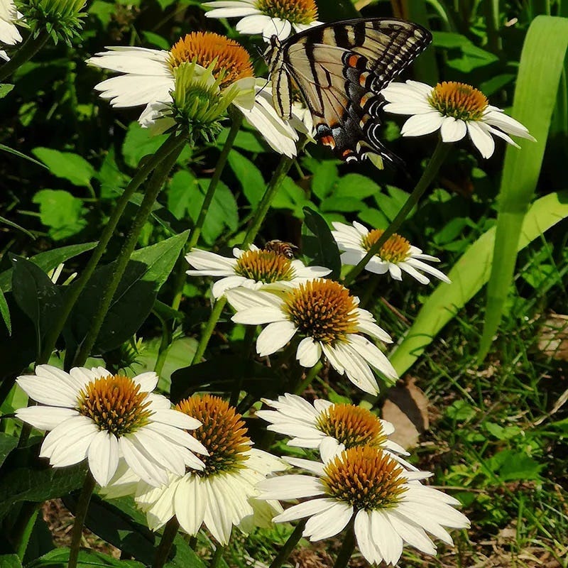 PowWow® White Echinacea - Image 4
