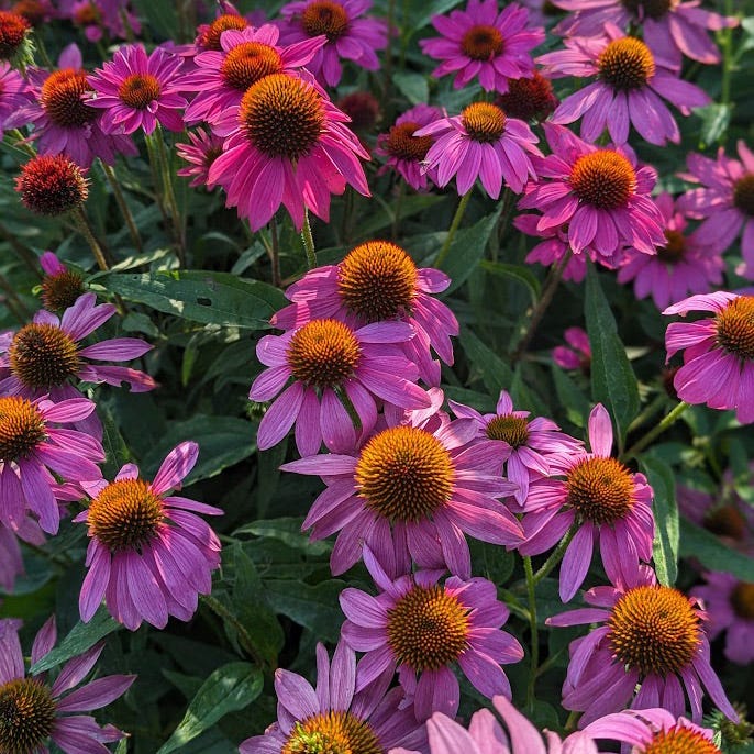 PowWow® Wild Berry Echinacea - Image 3