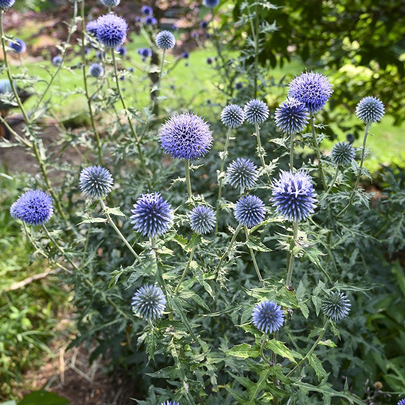 Blue Glow Echinops - Image 2
