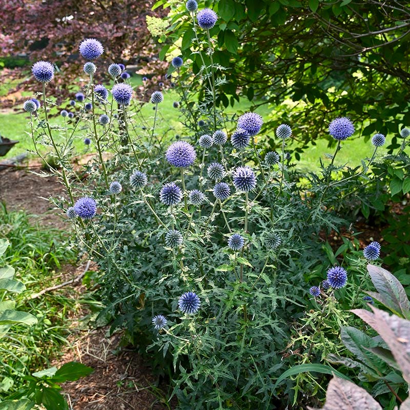 Blue Glow Echinops - Image 3