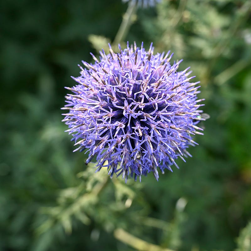 Blue Glow Echinops - Image 4