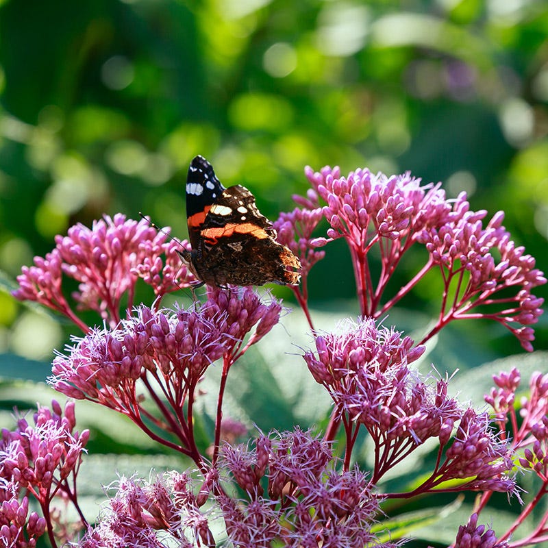 Baby Joe Joe Pye Weed (Eupatorium) - Image 2