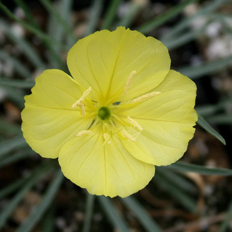 Shimmer Evening Primrose - Image 2