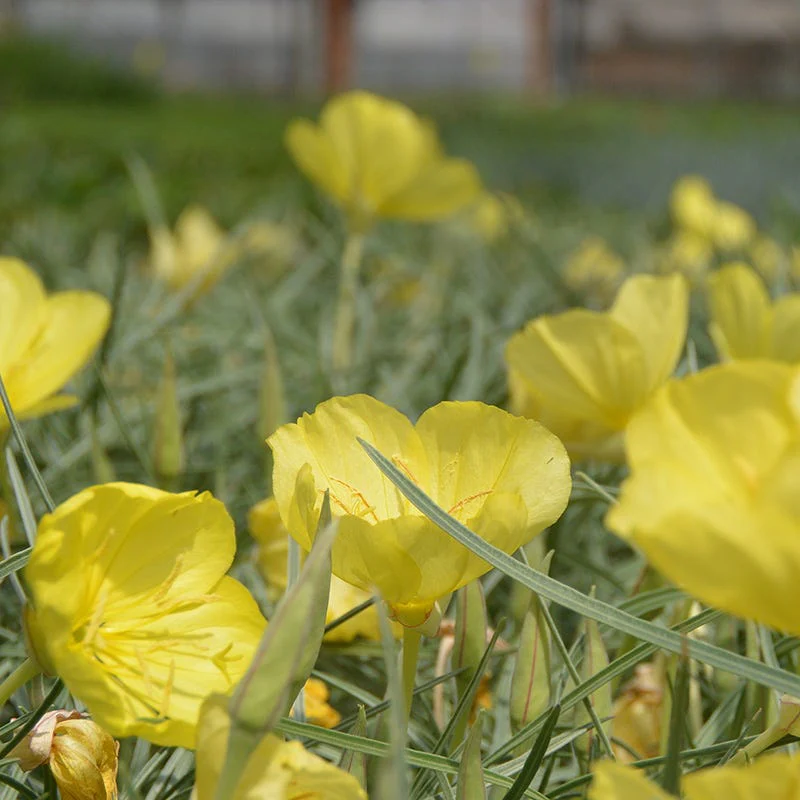 Shimmer Evening Primrose - Image 3