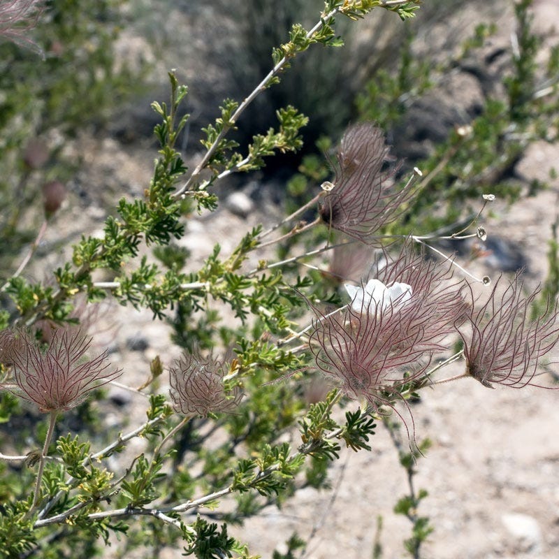 Apache Plume (Fallugia) - Image 4