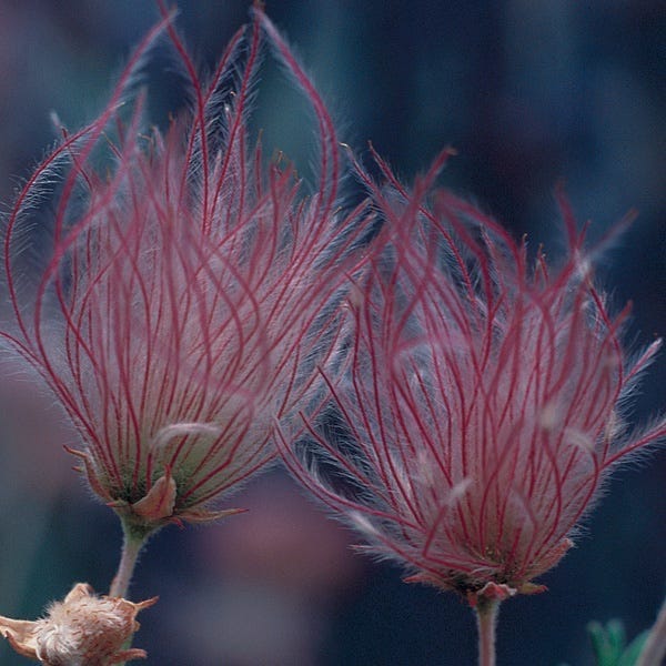 Apache Plume (Fallugia) - Image 5