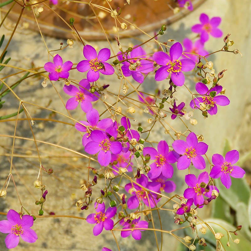 Succulent Groundcover Collection - Image 4