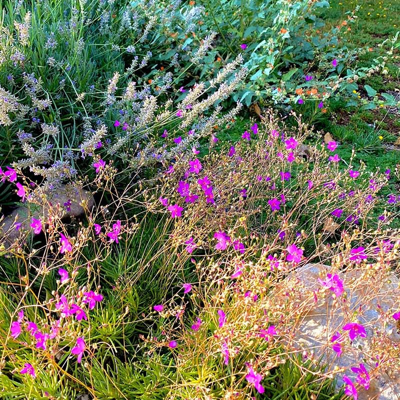 Judith's Favorite Fame Flower (Phemeranthus) - Image 3