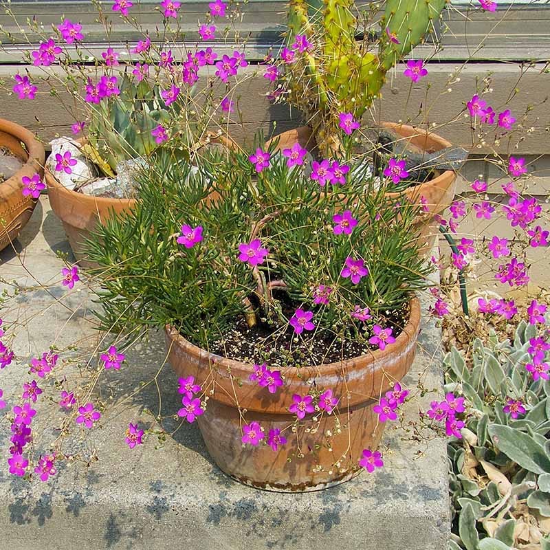 Judith's Favorite Fame Flower (Phemeranthus) - Image 4