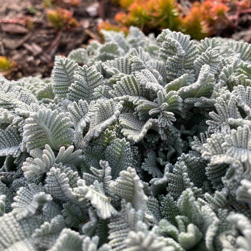 FireSmart Collection - Zone 1 - Image 4