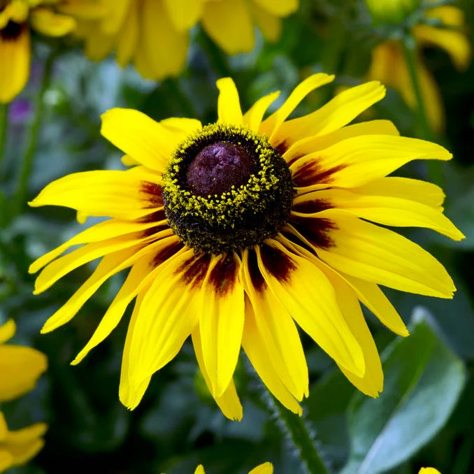 FireSmart Collection - Zone 2 - Image 3