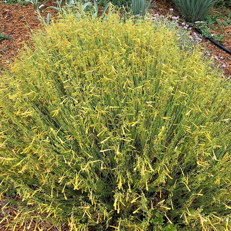 FireSmart Collection - Zone 2 - Image 4