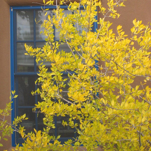 Berry Girl New Mexico Privet - Image 5