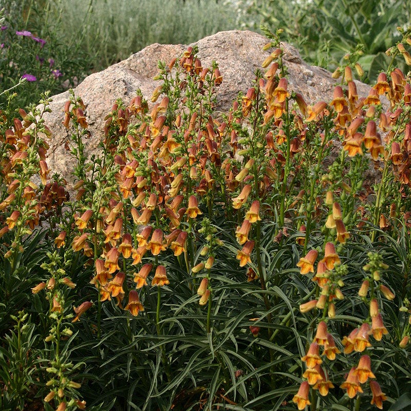 Sunset® Foxglove - Image 2
